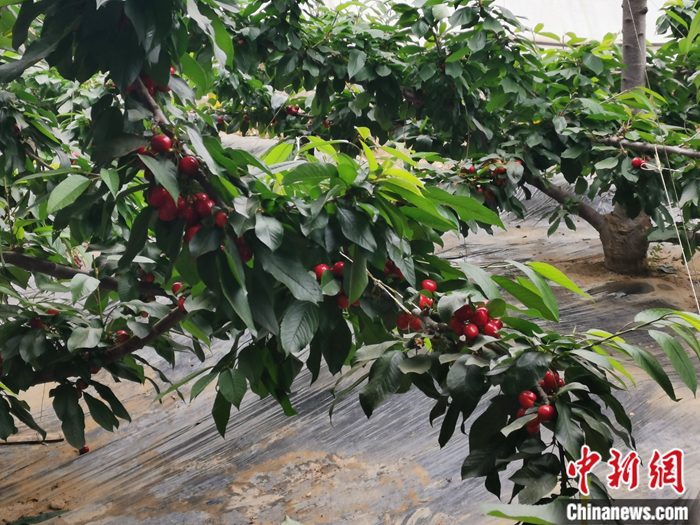 陕西省子长市盛宇现代农业示范园内，樱桃鲜艳欲滴。<a target='_blank' href='http://www.chinanews.com/' ><p  align=